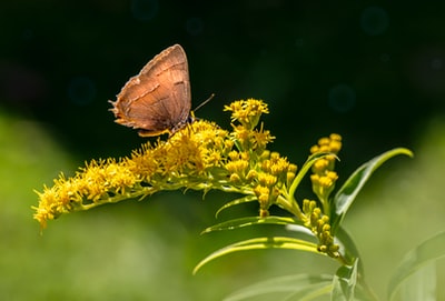 brown butterfly perched on yellow flower in close up photography during daytime
